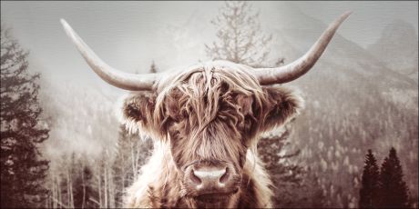 Scottish Highland Cattle I